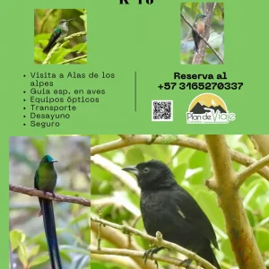 Alas de los Alpes - Birding
