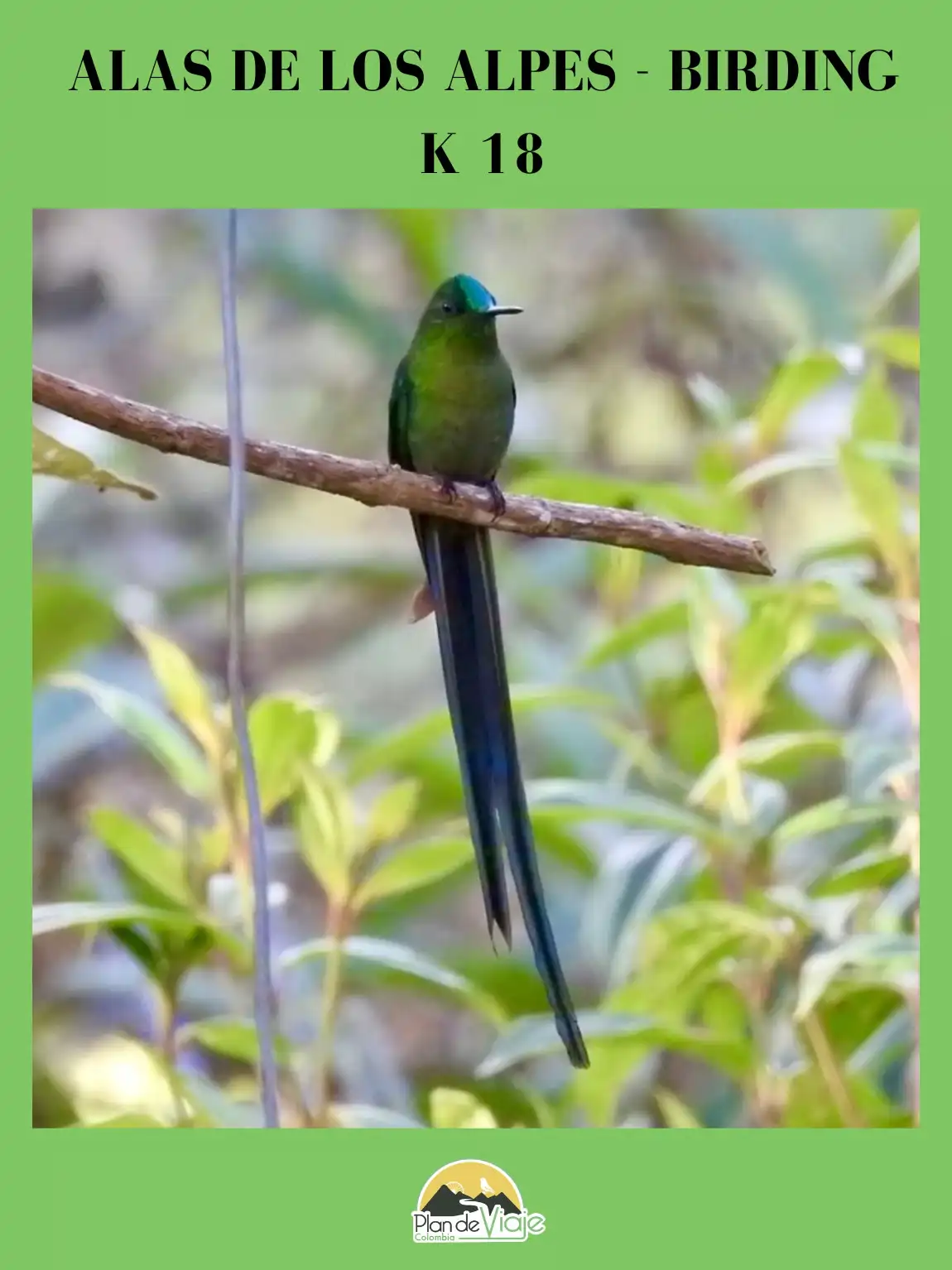 Alas de los Alpes - Birding - Imagen 3