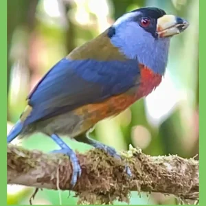 Doña Dora Birding