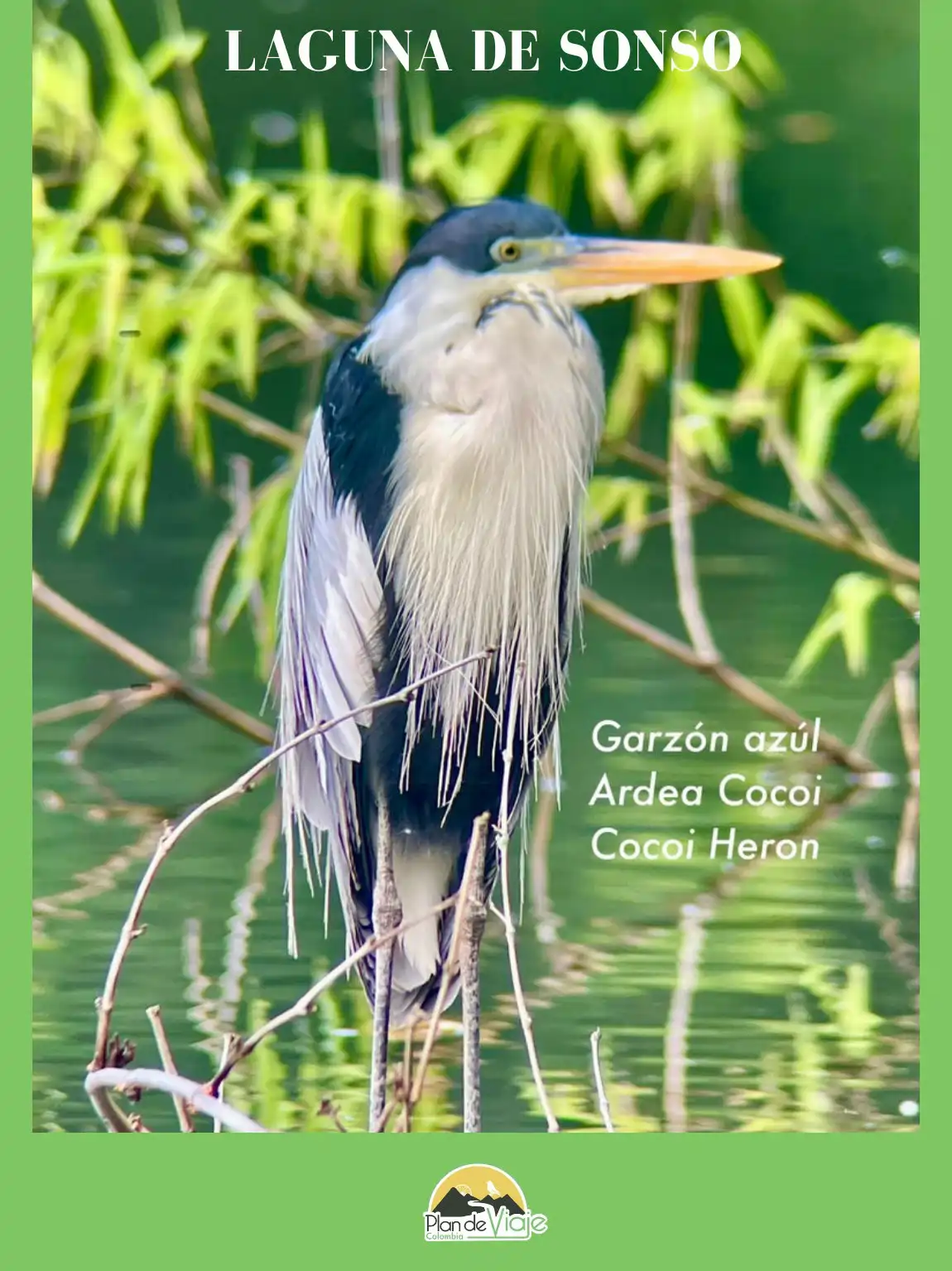 Birding - Laguna de Sonso - Wetlands - Sitio Ramsar - Imagen 3