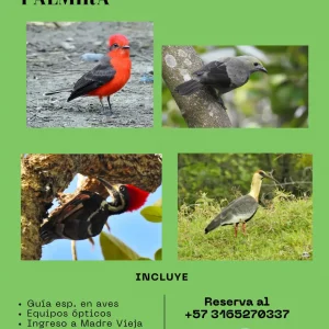 Malagana Birding