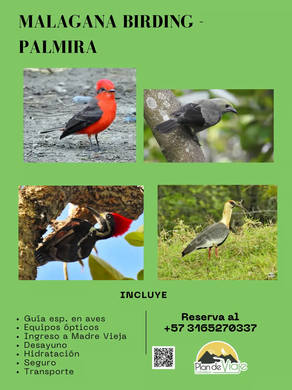 Malagana Birding