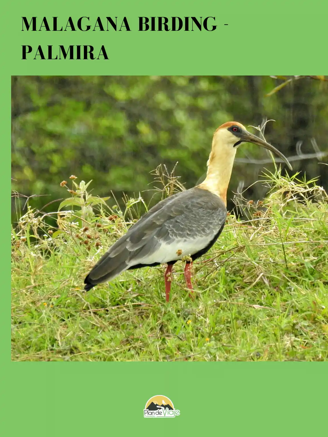 Malagana Birding - Imagen 2