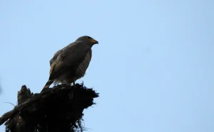 Avistamiento de Aves en Villa Carmelo