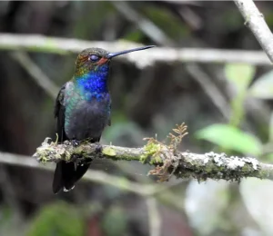 Avistamiento de Aves en Villa Carmelo