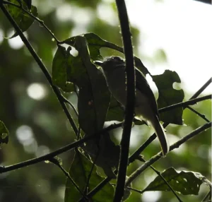 Avistamiento de Aves en Villa Carmelo