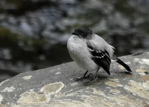 Avistamiento de Aves en Villa Carmelo