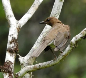 Avistamiento de Aves en Villa Carmelo