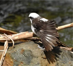 Avistamiento de Aves en Villa Carmelo