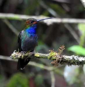 Avistamiento de Aves en Villa Carmelo