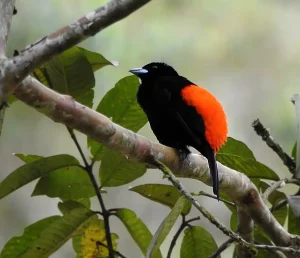 Avistamiento de Aves en Villa Carmelo