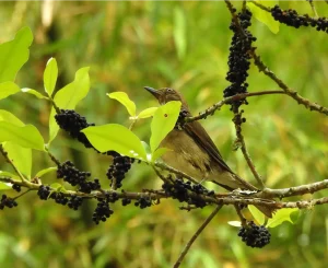 Avistamiento de Aves en Villa Carmelo