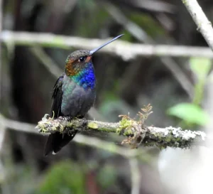 Avistamiento de Aves en Villa Carmelo