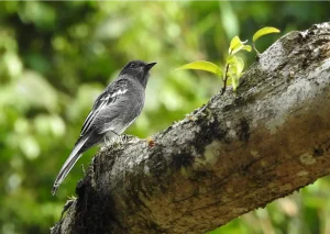 Avistamiento de Aves en Villa Carmelo
