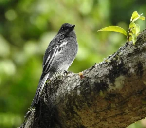 Avistamiento de Aves en Villa Carmelo