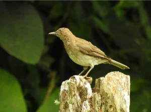 Avistamiento de Aves en Villa Carmelo
