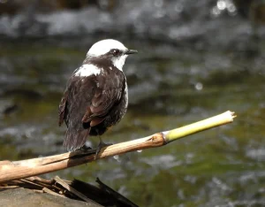 Avistamiento de Aves en Villa Carmelo