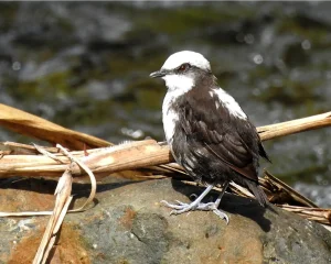 Avistamiento de Aves en Villa Carmelo