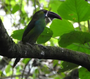 Avistamiento de Aves en Villa Carmelo