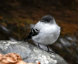 Avistamiento de Aves en Villa Carmelo