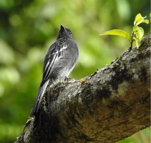 Avistamiento de Aves en Villa Carmelo