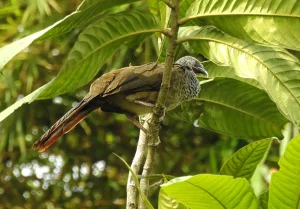 Avistamiento de Aves en Villa Carmelo