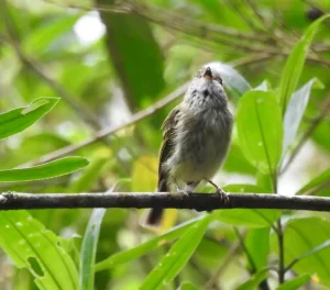 Avistamiento de Aves en Villa Carmelo