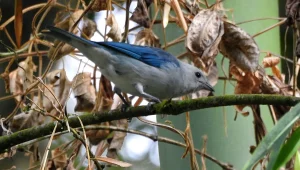 Avistamiento de Aves en Villa Carmelo
